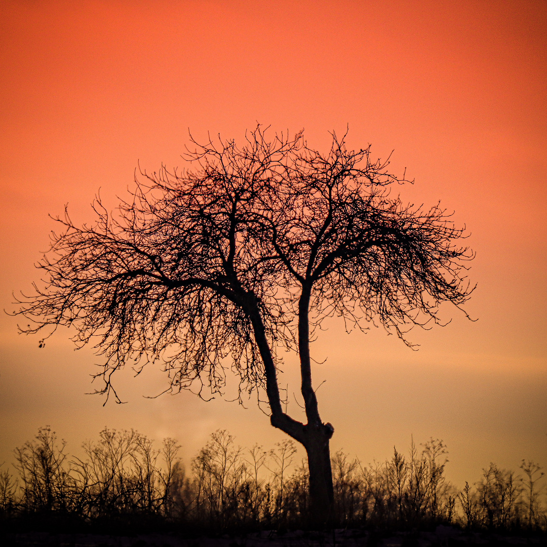 Der kleine Baum