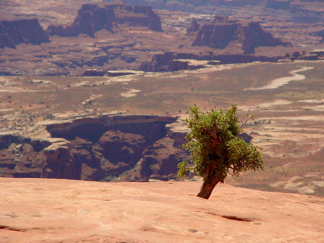 Der kleine Baum