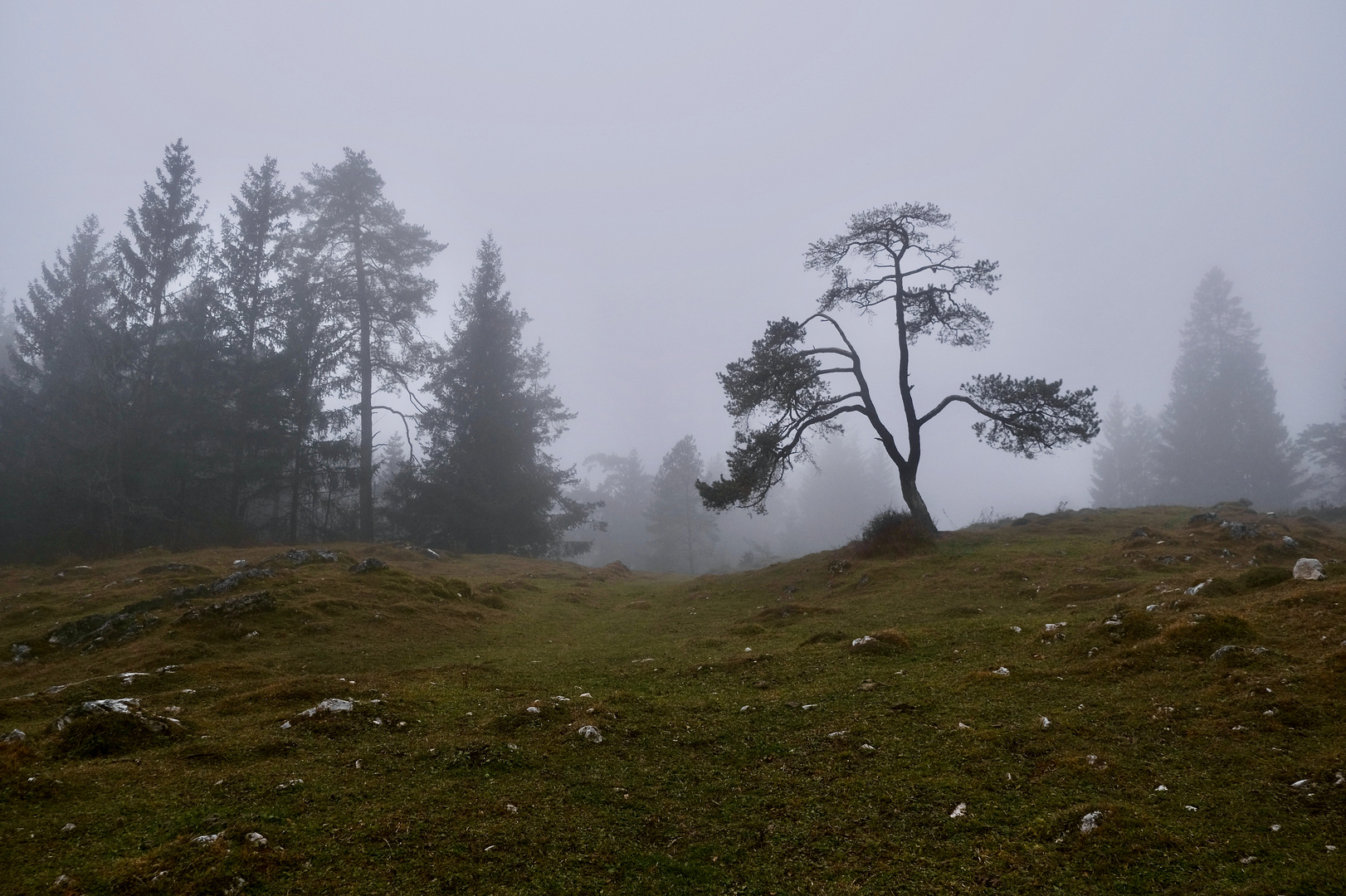 Der kleine Baum