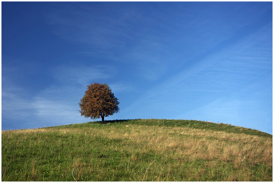 Der kleine Baum