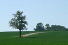 Der kleine Baum by cornelie 