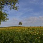 Der kleine Baum in der Ferne......