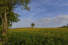 Der kleine Baum in der Ferne......