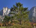 der kleine Baum vor dem grossen Niederhorn von Juan