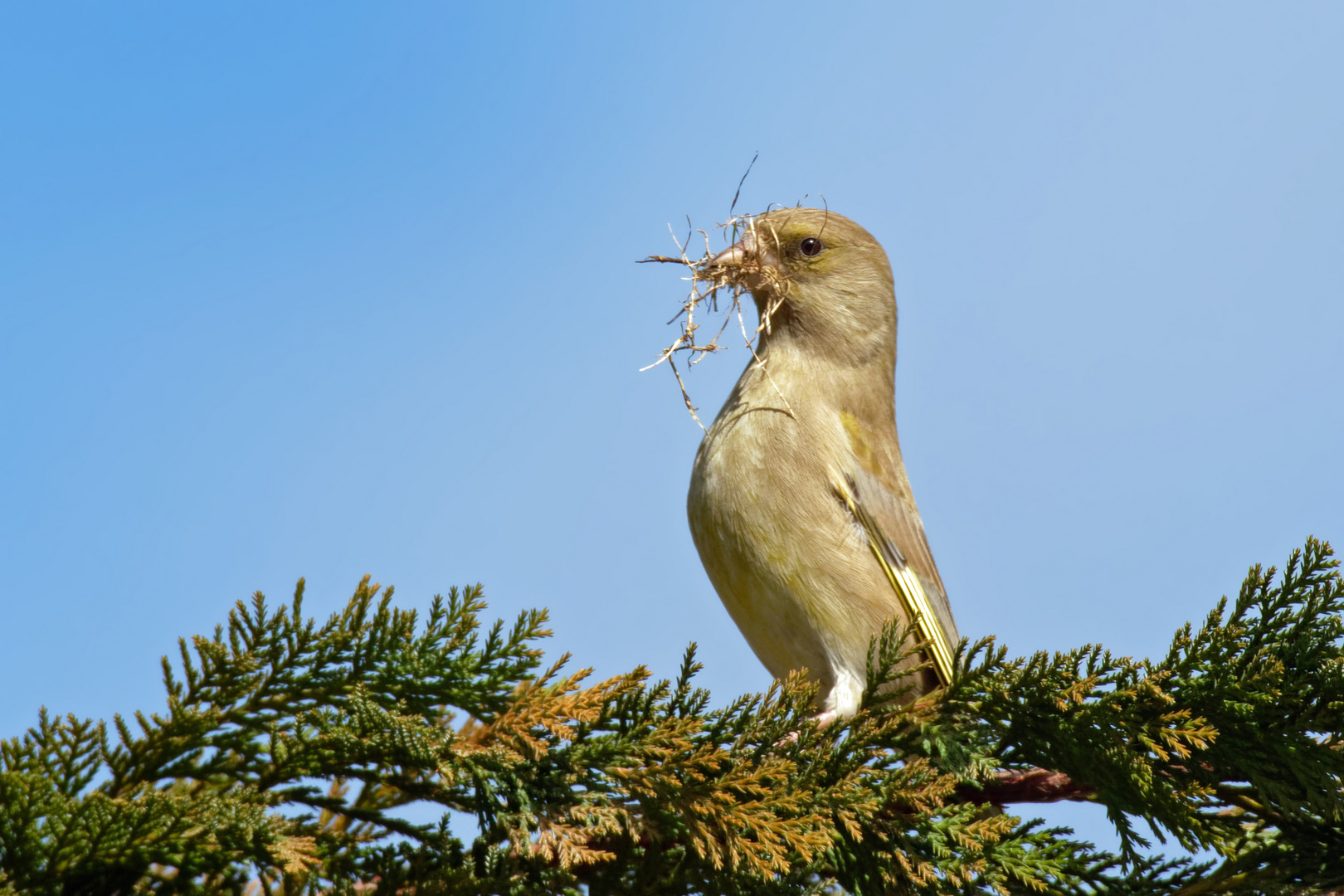 Der kleine Baumeister... Grünfink  ( Chloris chloris)