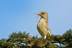 Der kleine Baumeister... Grünfink  ( Chloris chloris)