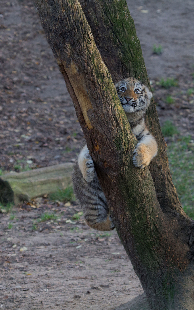 Der kleine Baumtiger