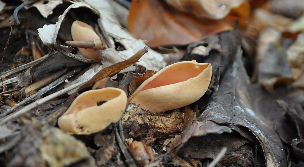 Der kleine beige Becherling war im Herbstlaub nicht zu sehen.......