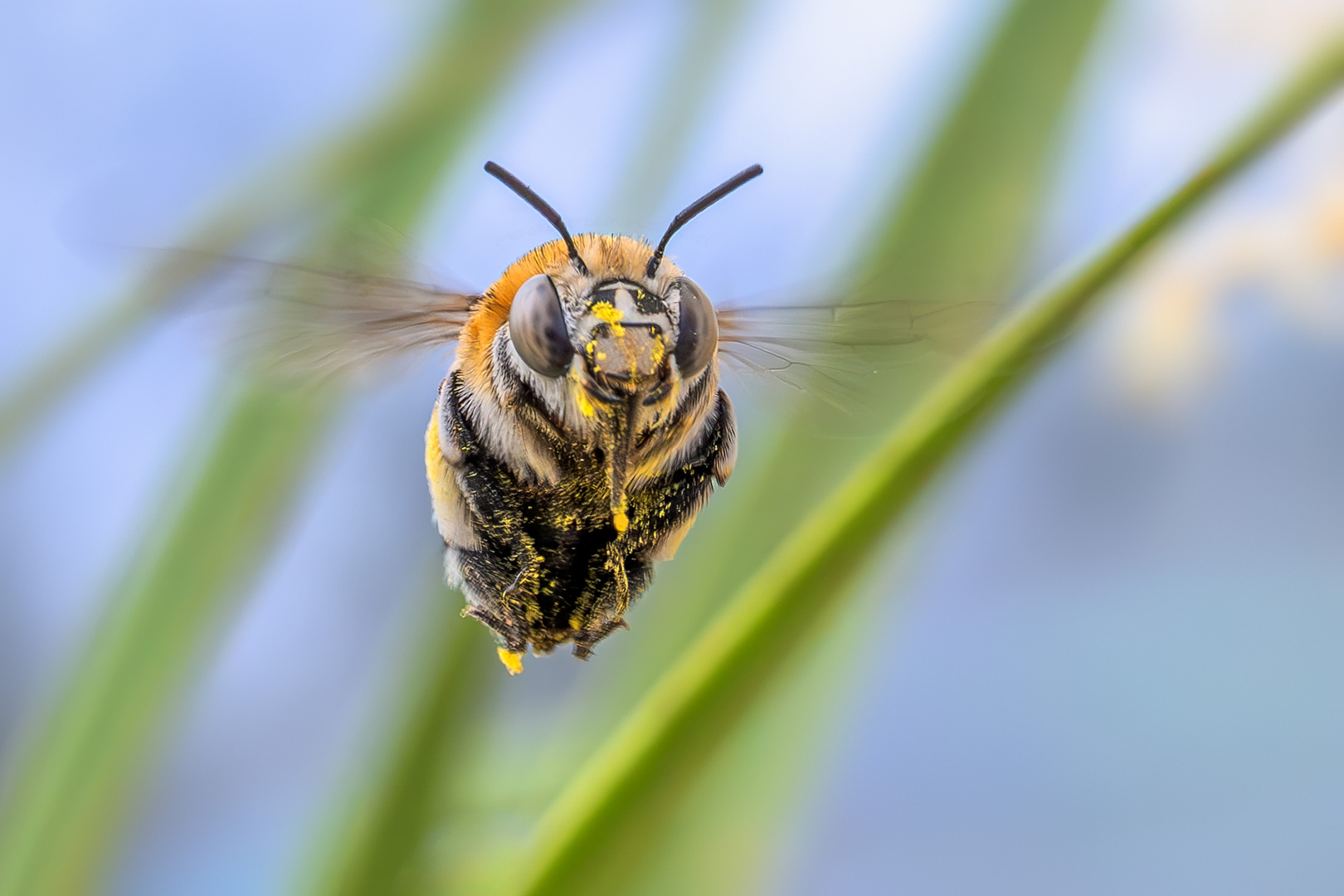 Der Kleine Beobachter