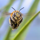 Der Kleine Beobachter