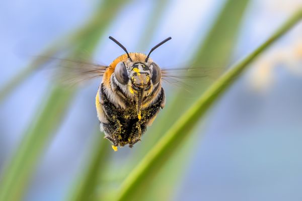 Der Kleine Beobachter