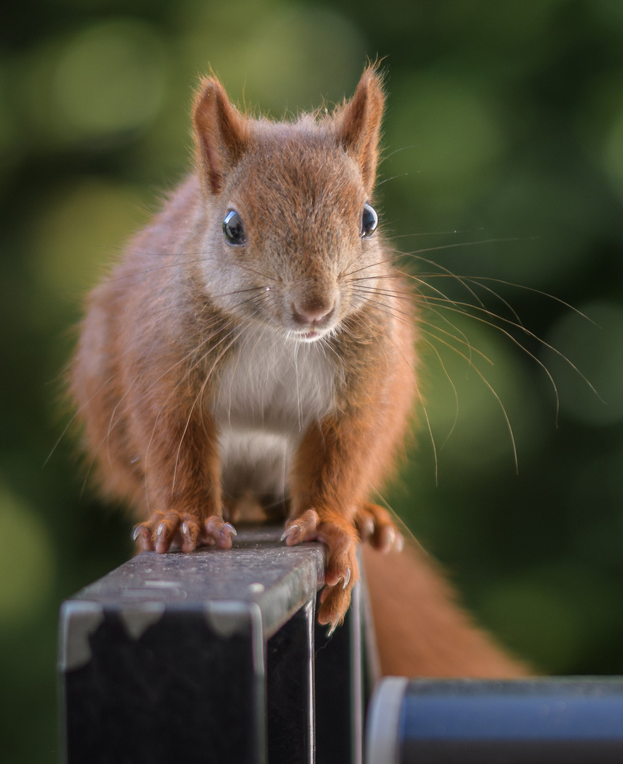 Der kleine Besucher 