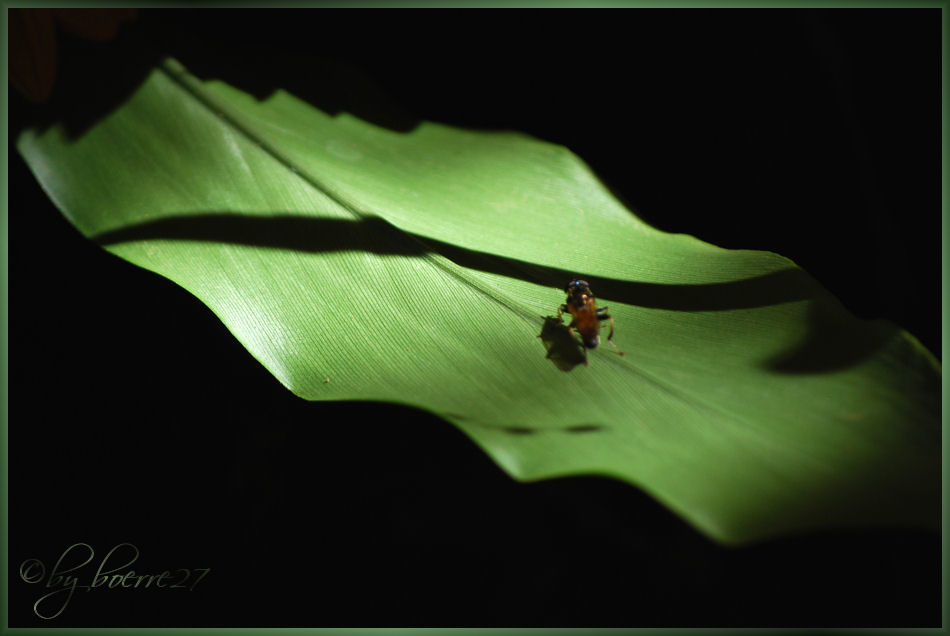 Der kleine Besucher