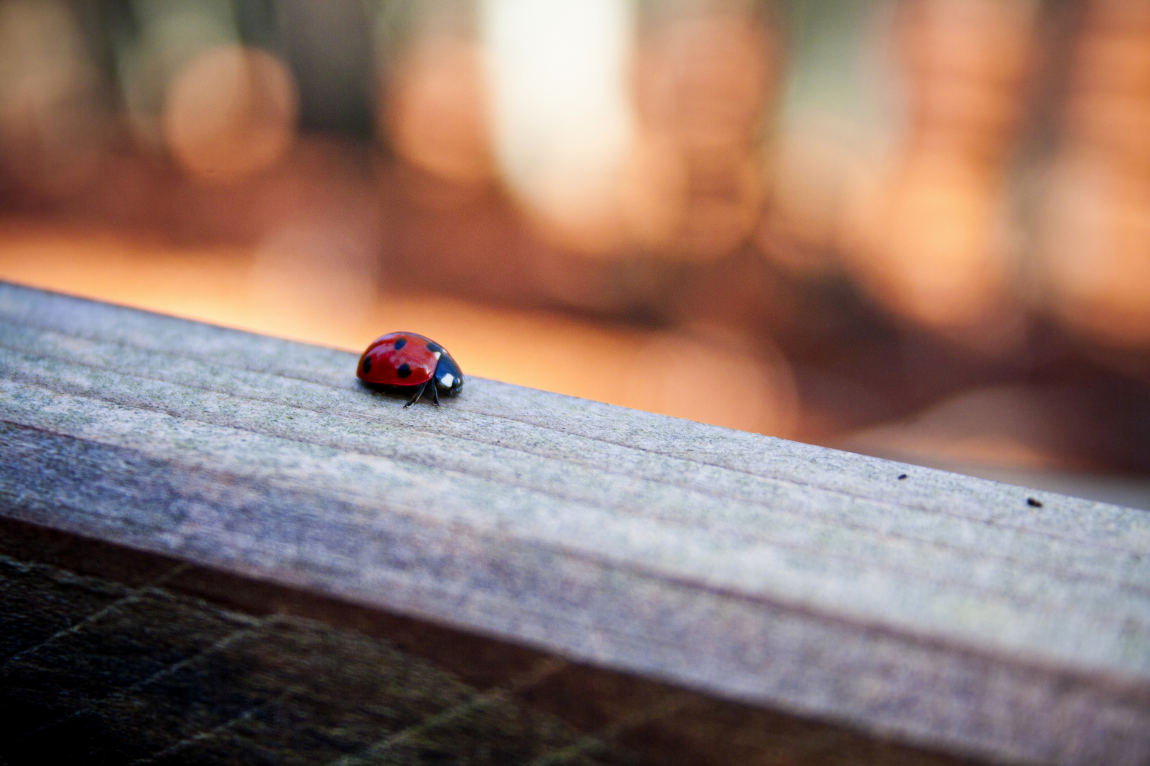 Der kleine Besucher