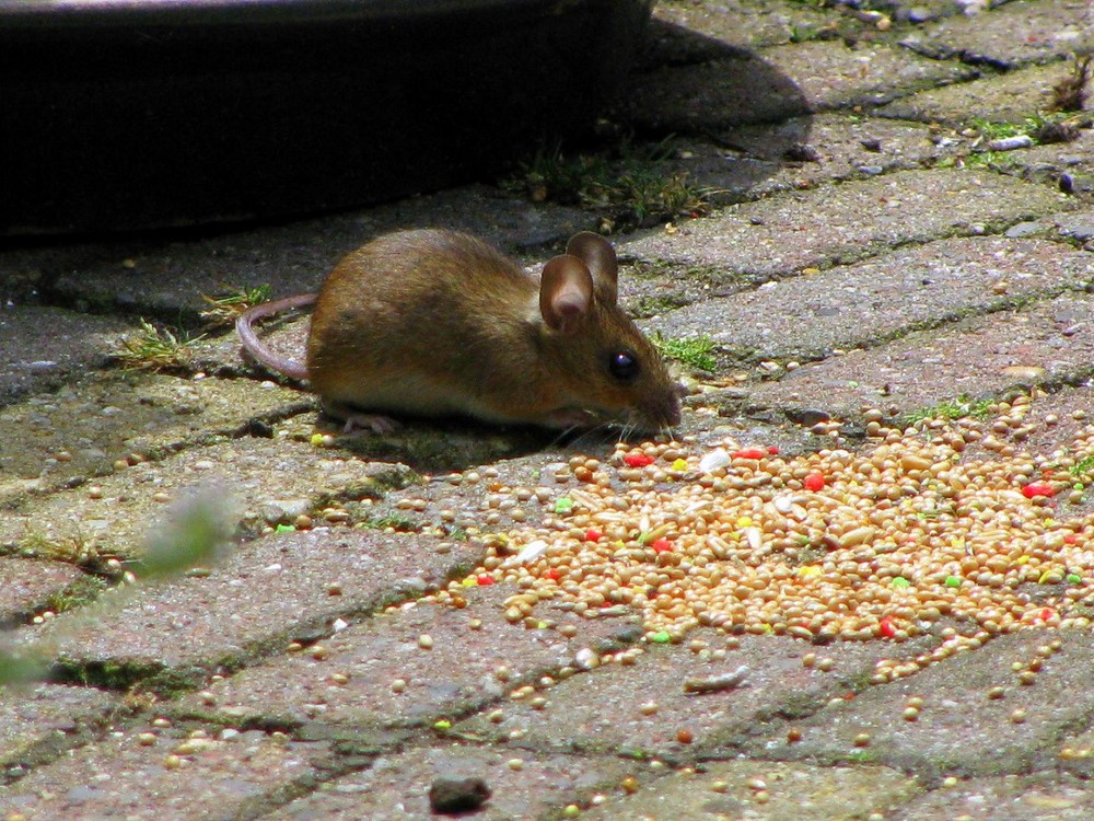 Der kleine Besucher