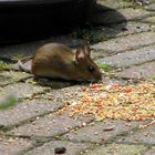 Der kleine Besucher