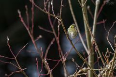 Der kleine Besucher