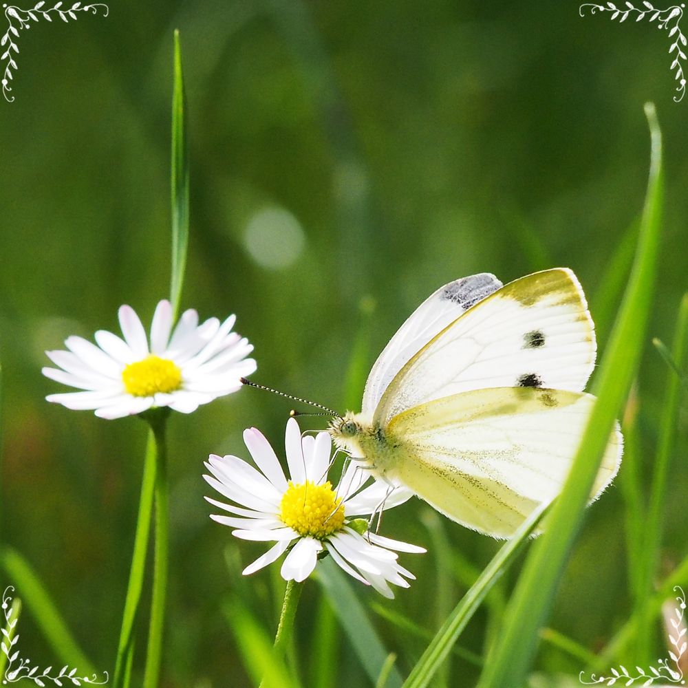 Der kleine Besucher