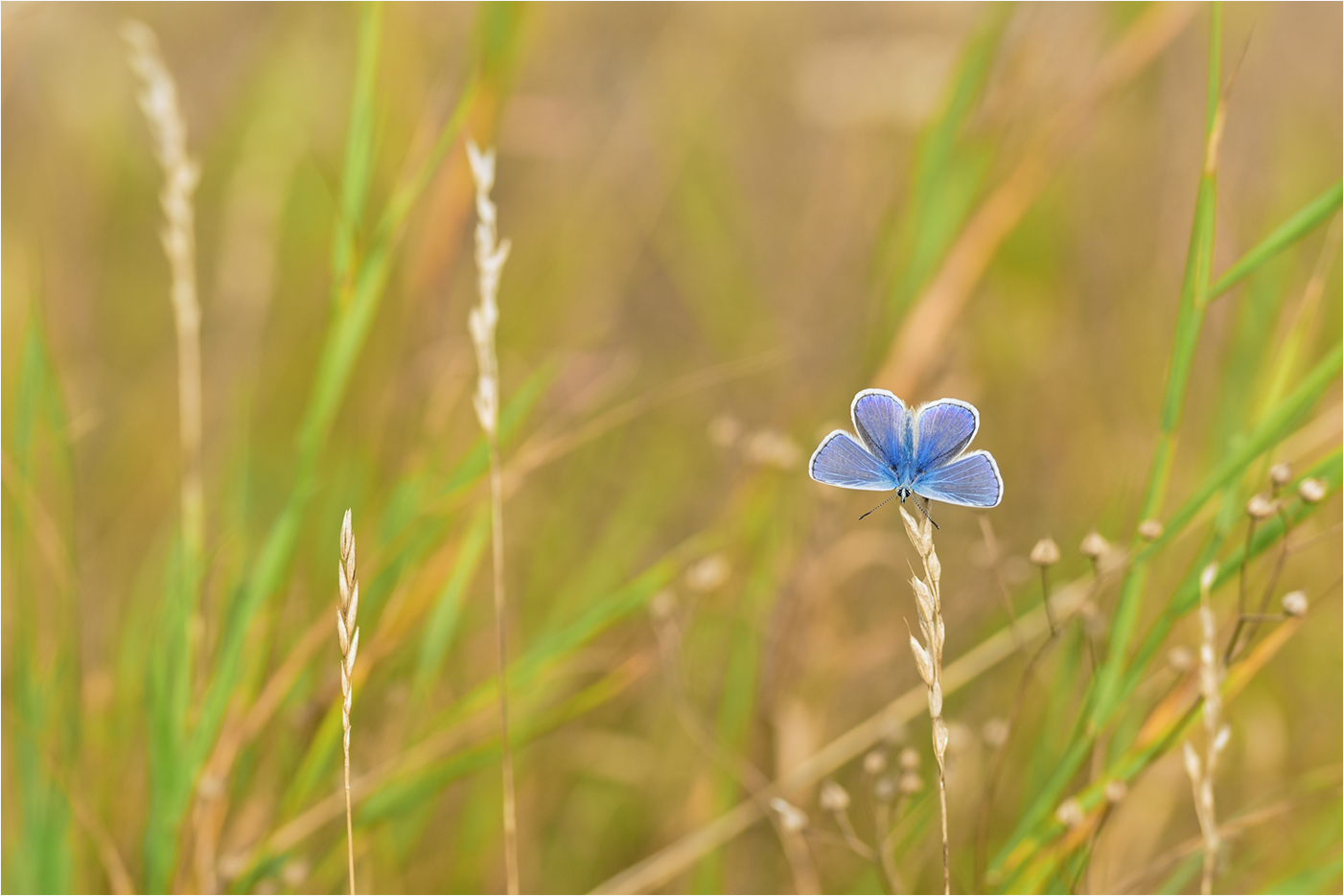 Der kleine Blaue