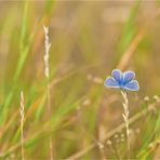 Der kleine Blaue