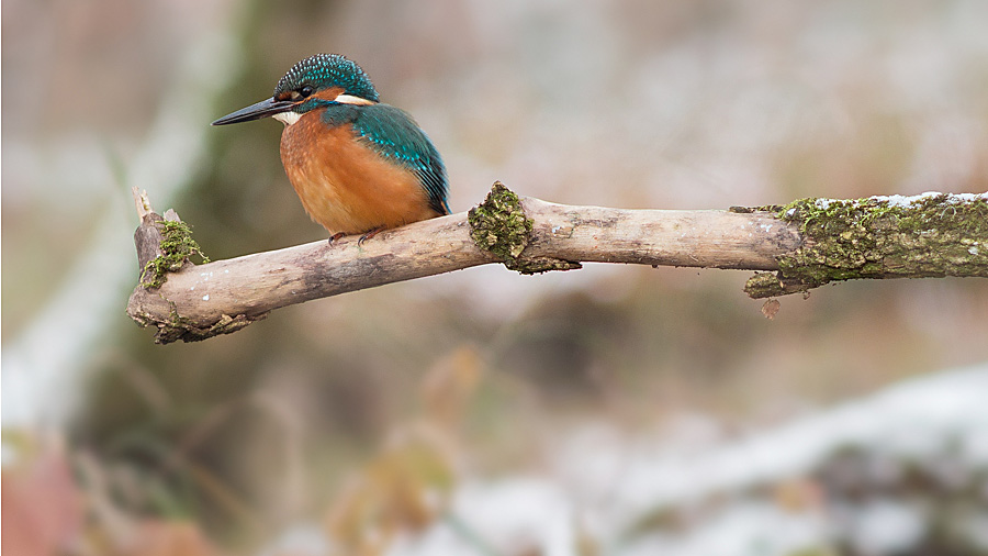 der kleine Blaue