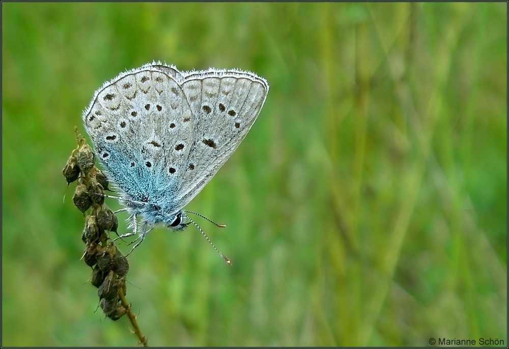 Der kleine Blaue...