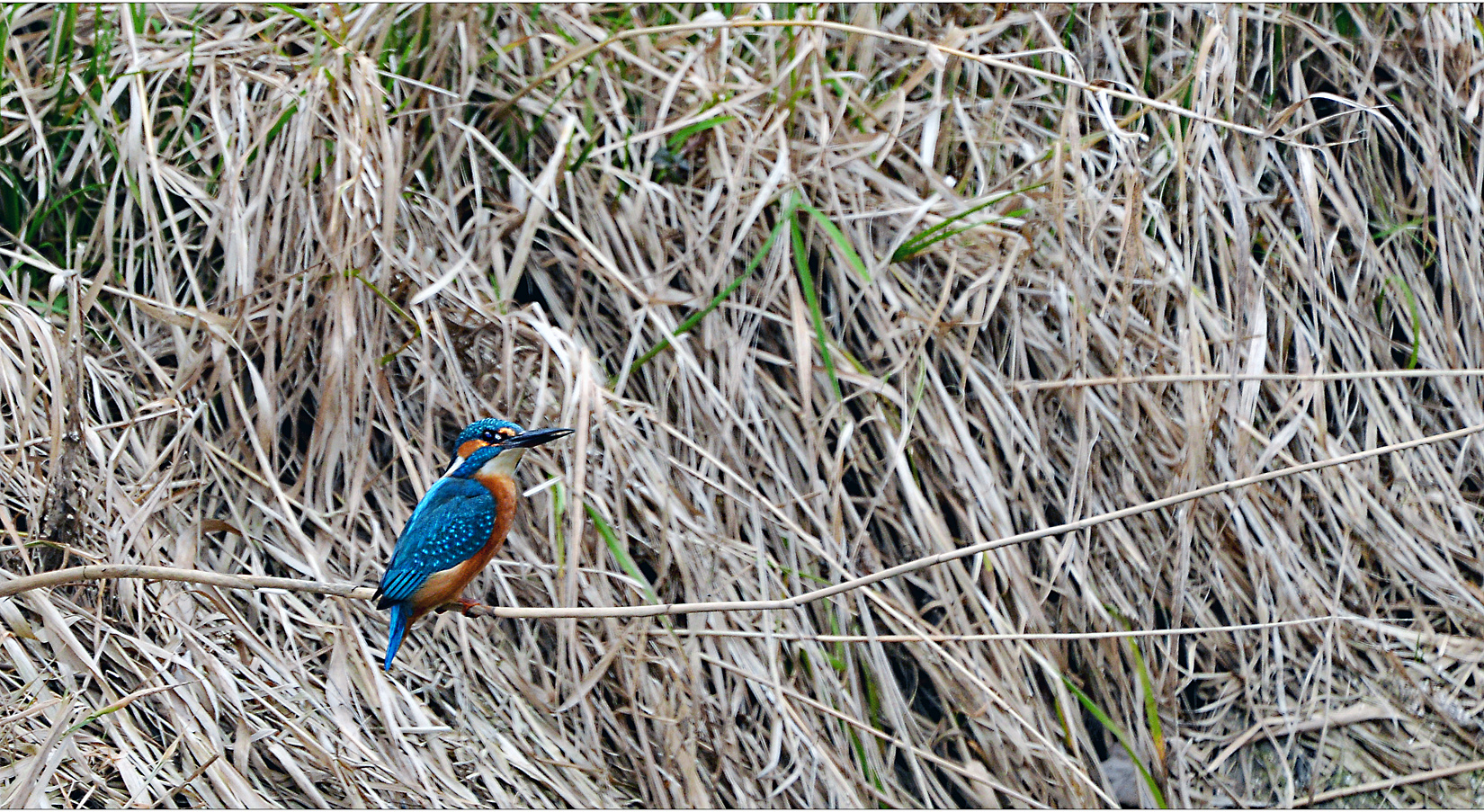 ...der kleine blaue...