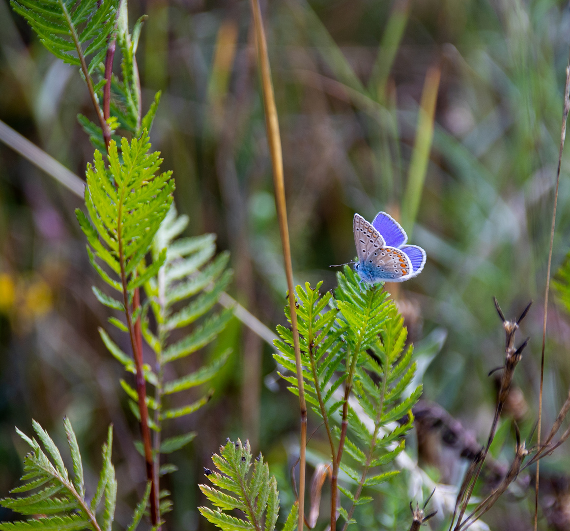 Der kleine Blaue 