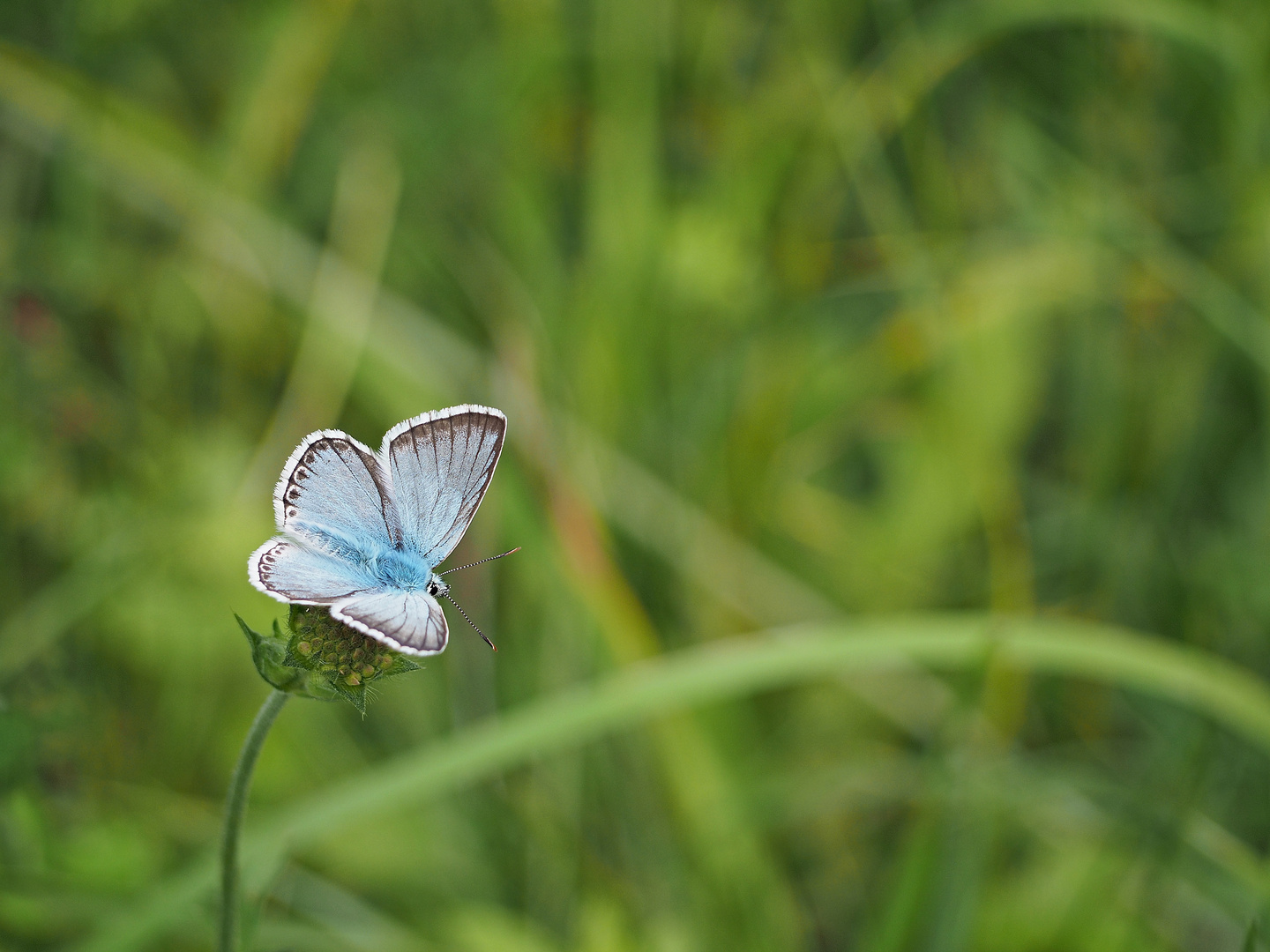 Der kleine Blaue