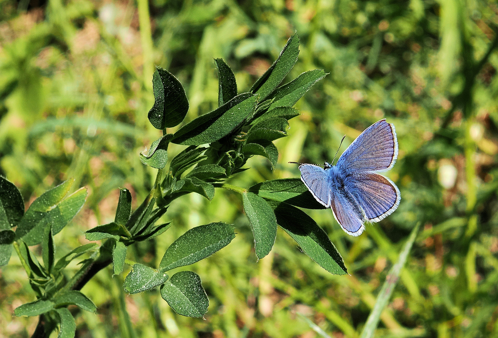 Der kleine blaue Kerl …