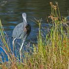 Der kleine blaue Reiher...