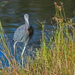 Der kleine blaue Reiher...