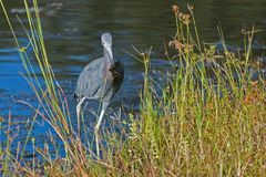 Der kleine blaue Reiher...