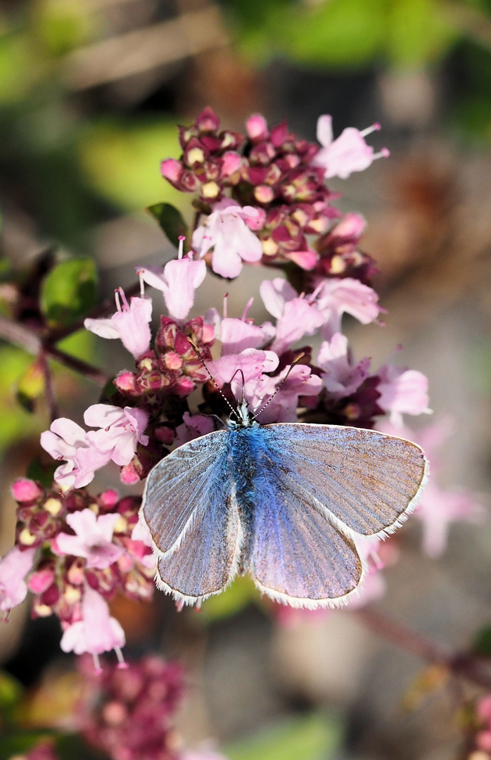 Der kleine blaue Schatz …