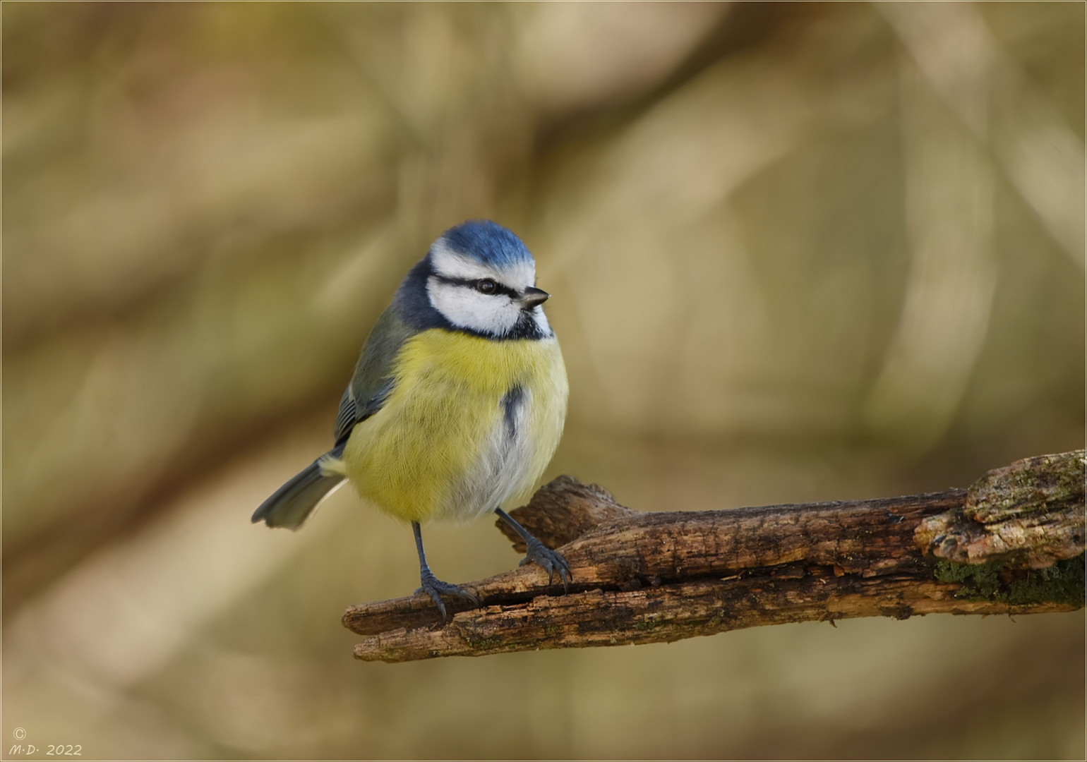 Der kleine Blauhelm ...