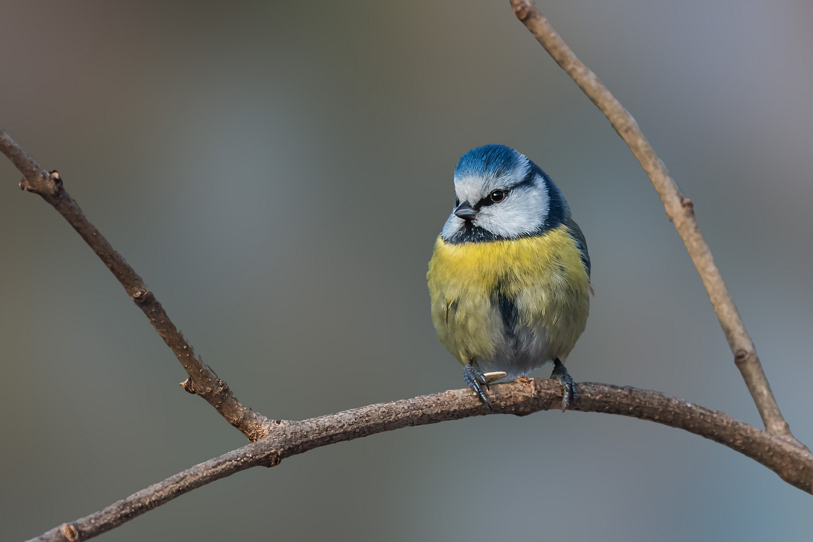 Der kleine Blauhelm