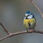 Der kleine Blauhelm