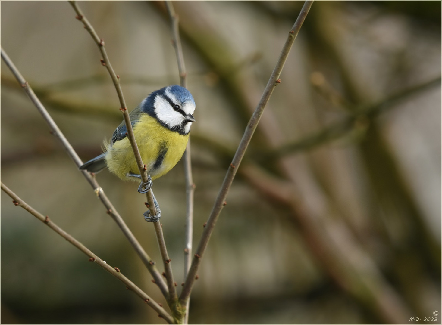 Der kleine 'Blauhelm' ...