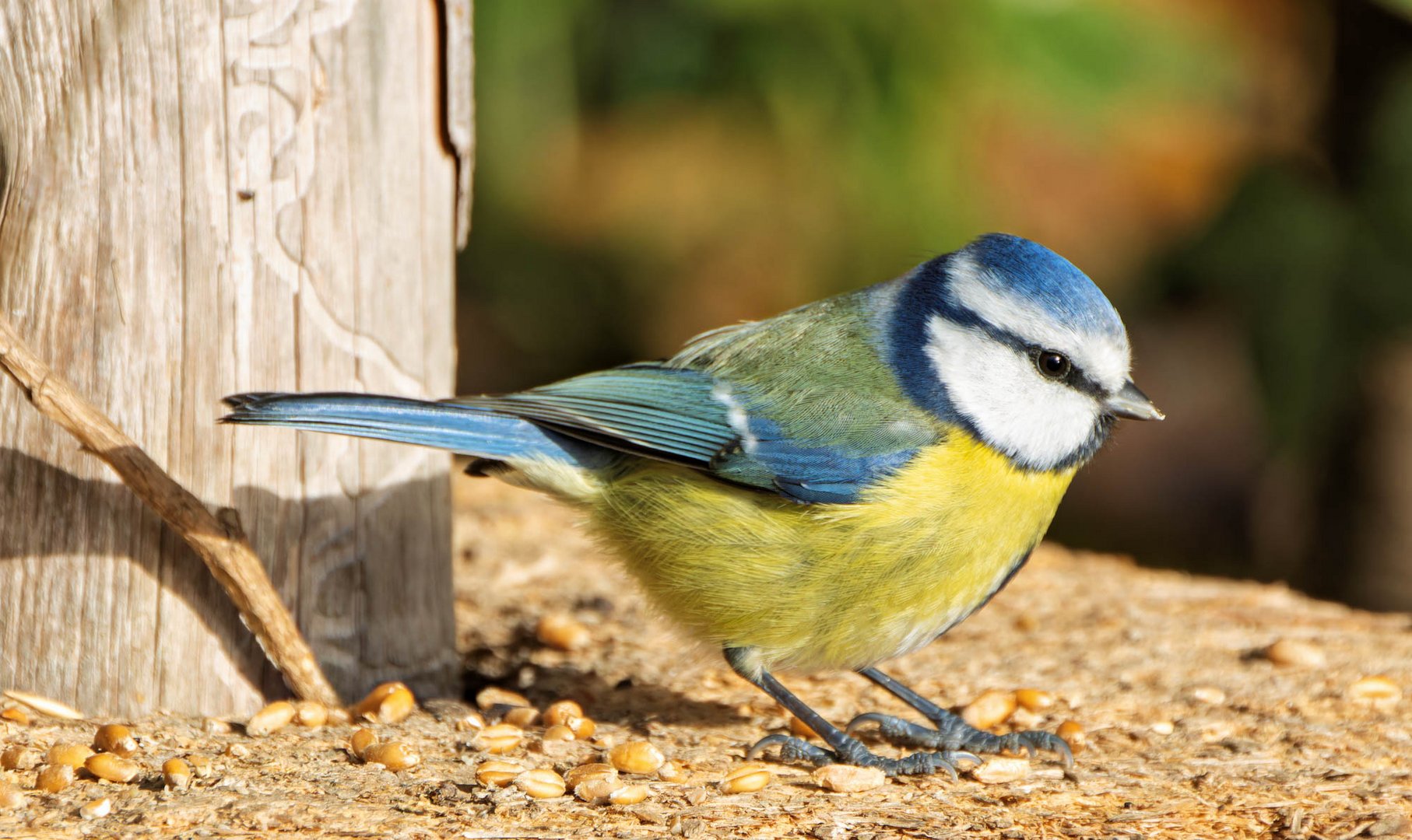 Der kleine Blauhelm...