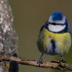 der kleine Blauhelm