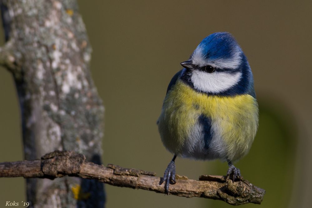 der kleine Blauhelm