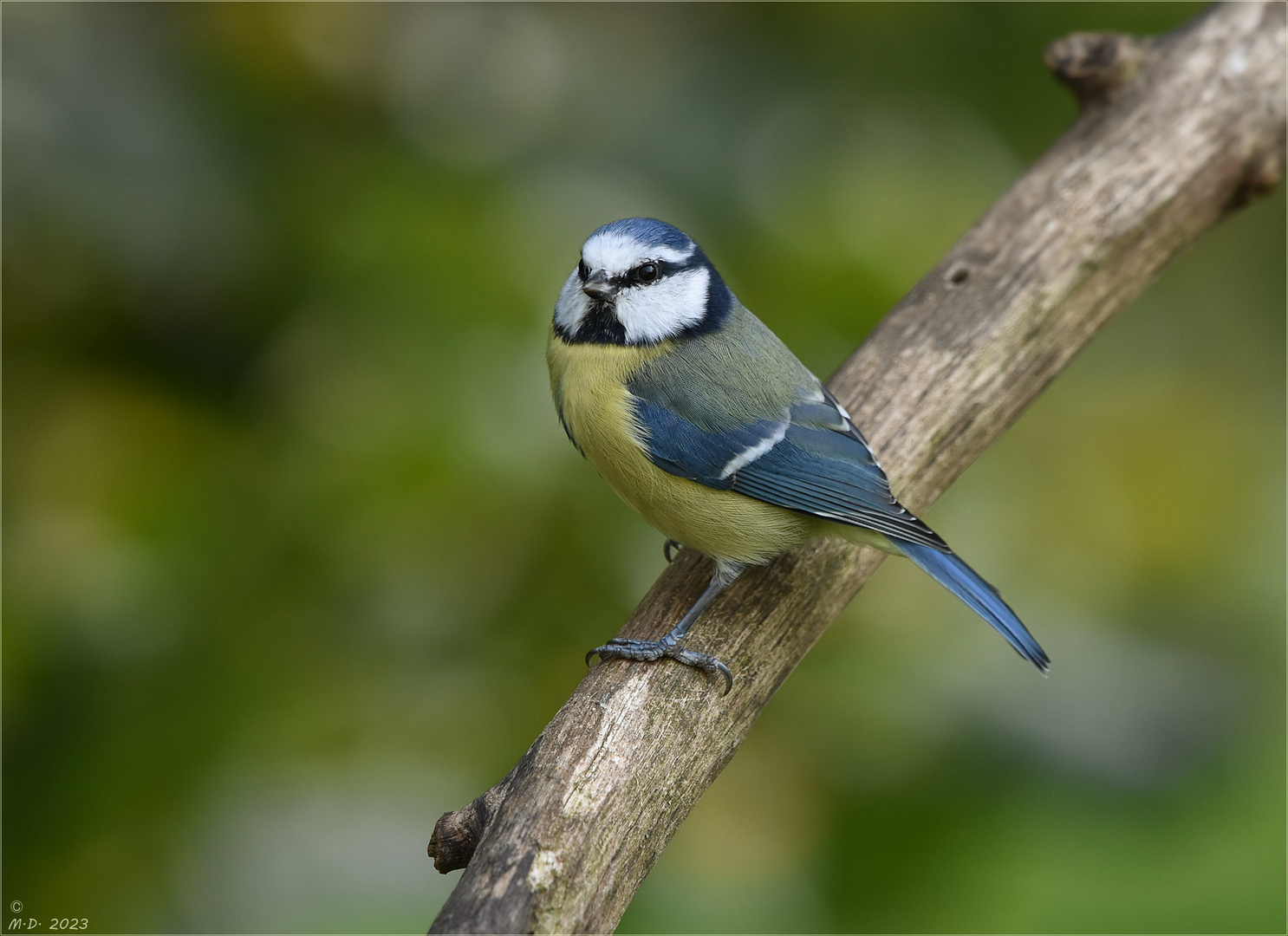 Der kleine Blaumann ...