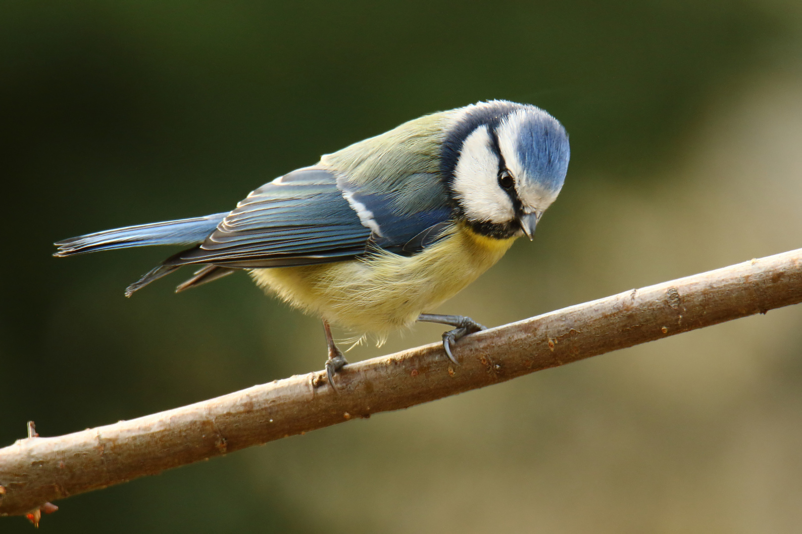 Der kleine Blauschopf !