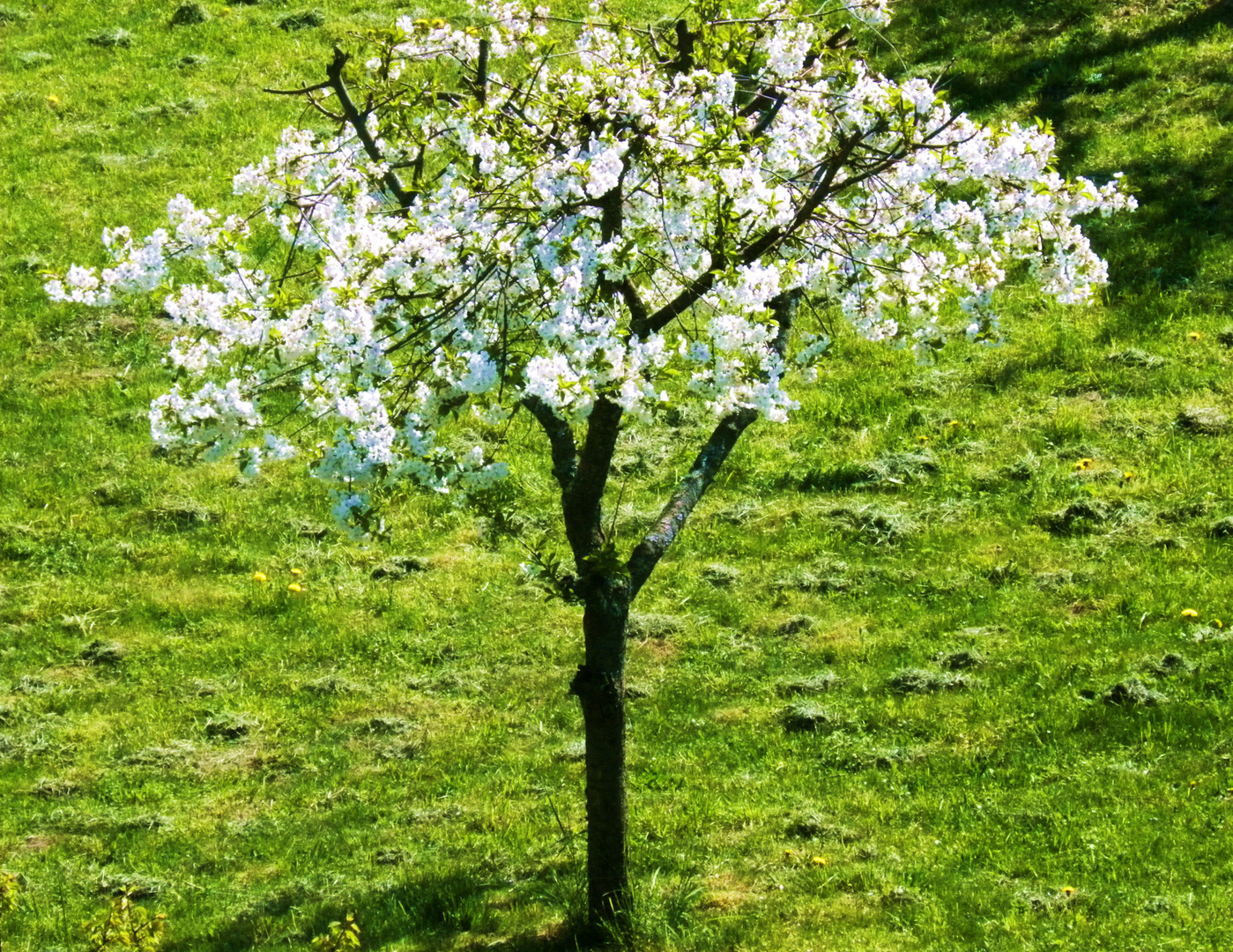 DER KLEINE BLÜHENDE BAUM