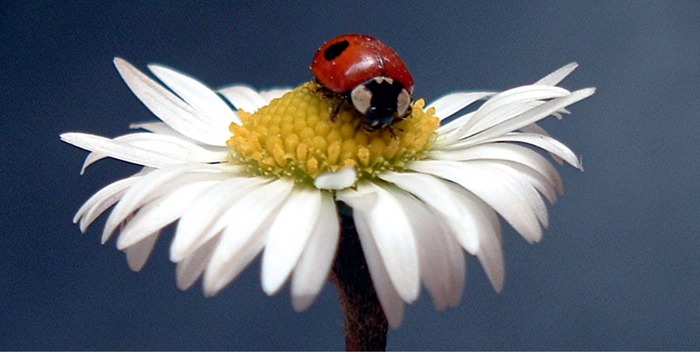 Der kleine Blumen Beschnupperer