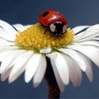 Der kleine Blumen Beschnupperer