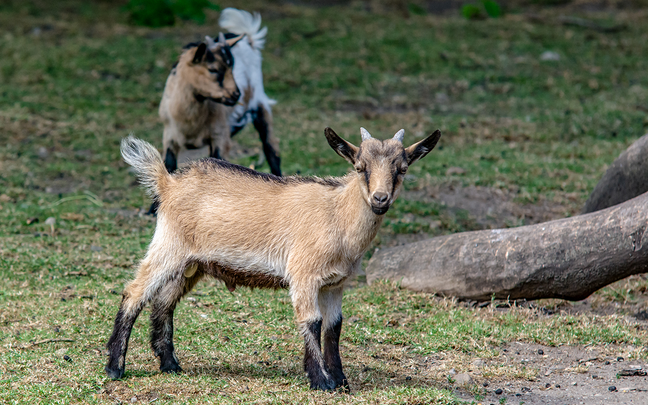 Der kleine Bock