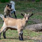 Der kleine Bock