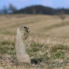 Der kleine Böhme in seinem Lebensraum - Europäisches Ziesel -