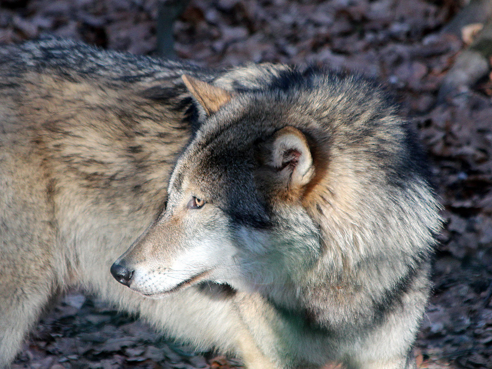 Der kleine böse Wolf